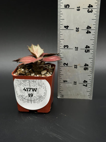 Euphorbia Francoisii 'Generation 3' Red in a 2-inch pot, next to a ruler, showcasing its maple-leaf shaped foliage and compact growth.