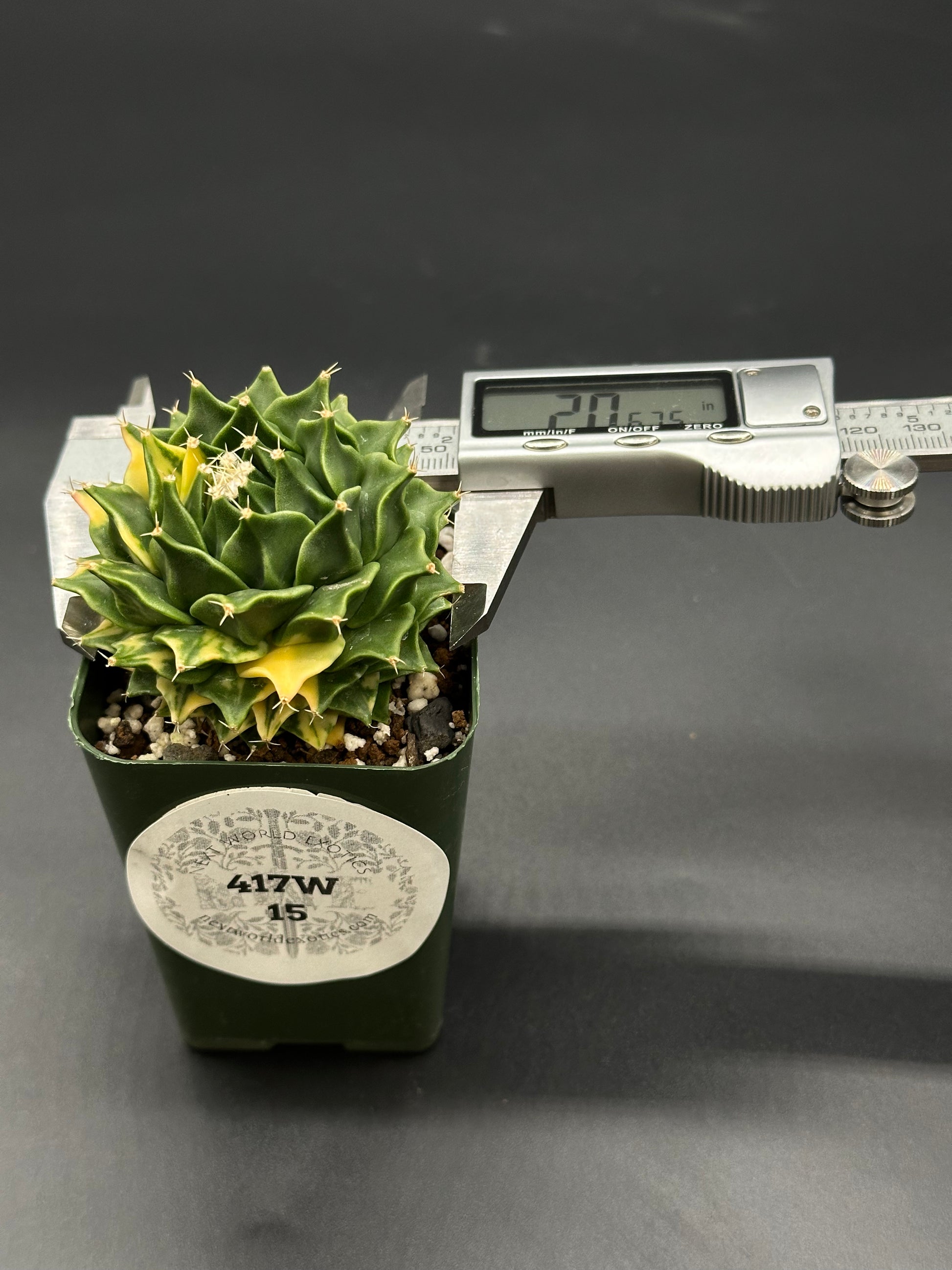 Obregonia Denegrii Variegated (417W15) in a small pot, with a caliper attached, showcasing precise measurement for this rare cactus available at Next World Exotics.