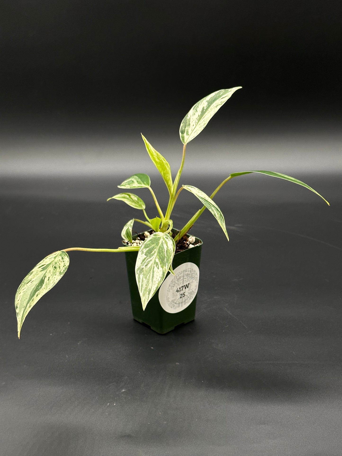 Philodendron sp. 'Emerald King' in a 2.25-inch pot, featuring distinct variegated leaves, ideal for collectors of exotic houseplants from Next World Exotics.