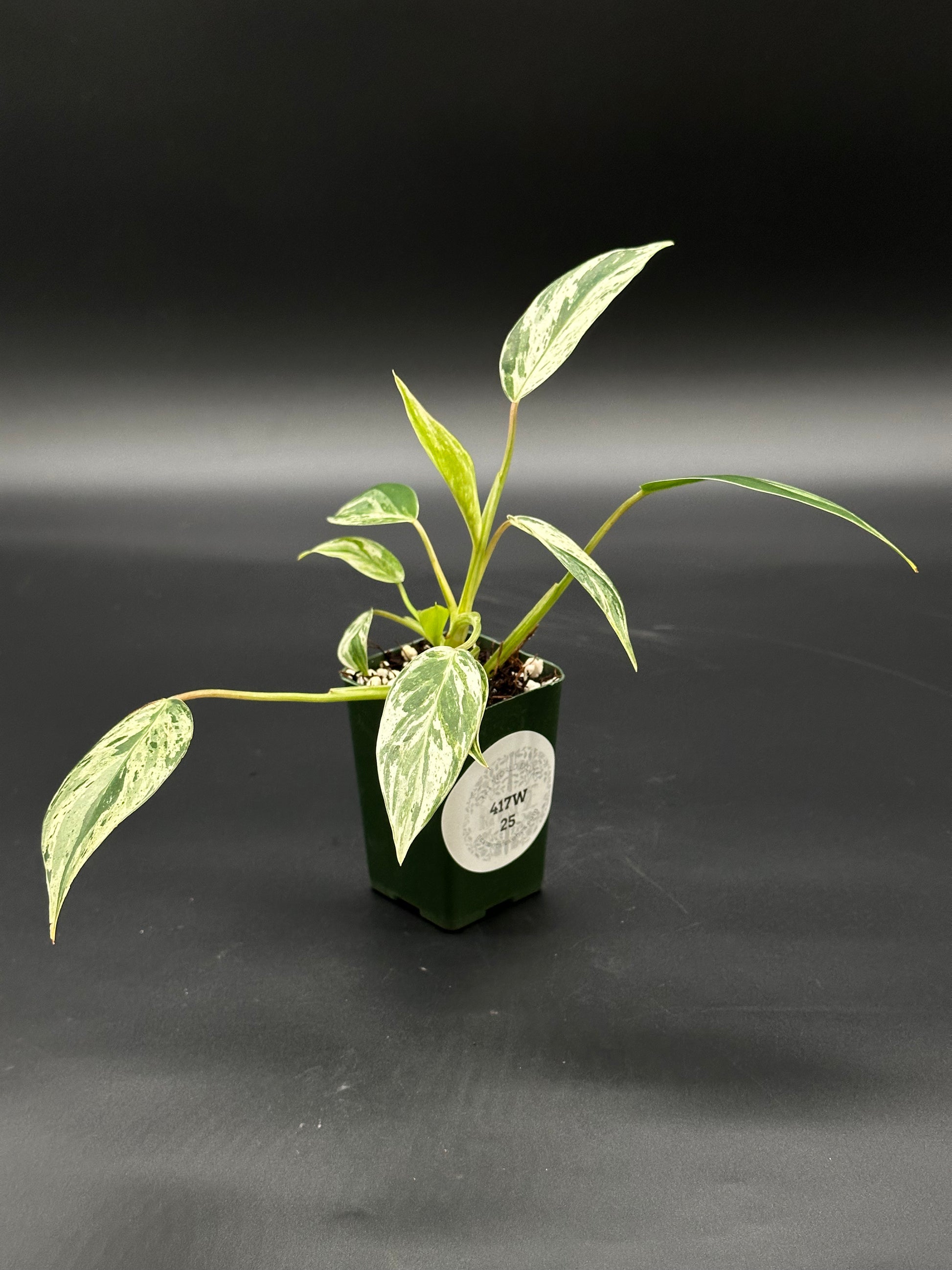 Philodendron sp. 'Emerald King' in a 2.25-inch pot, featuring distinct variegated leaves, ideal for collectors of exotic houseplants from Next World Exotics.