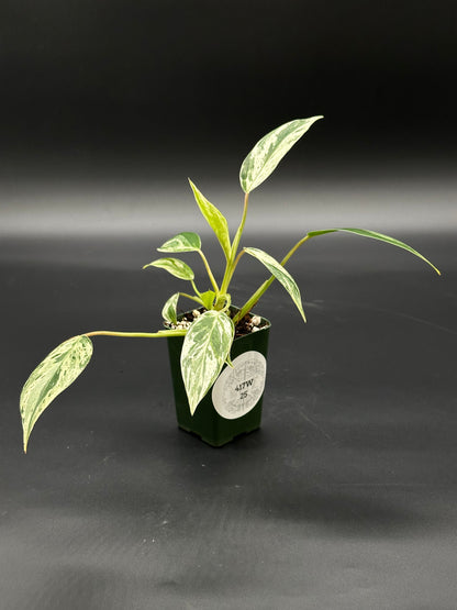 Philodendron sp. 'Emerald King' in a 2.25-inch pot, featuring distinct variegated leaves, ideal for collectors of exotic houseplants from Next World Exotics.