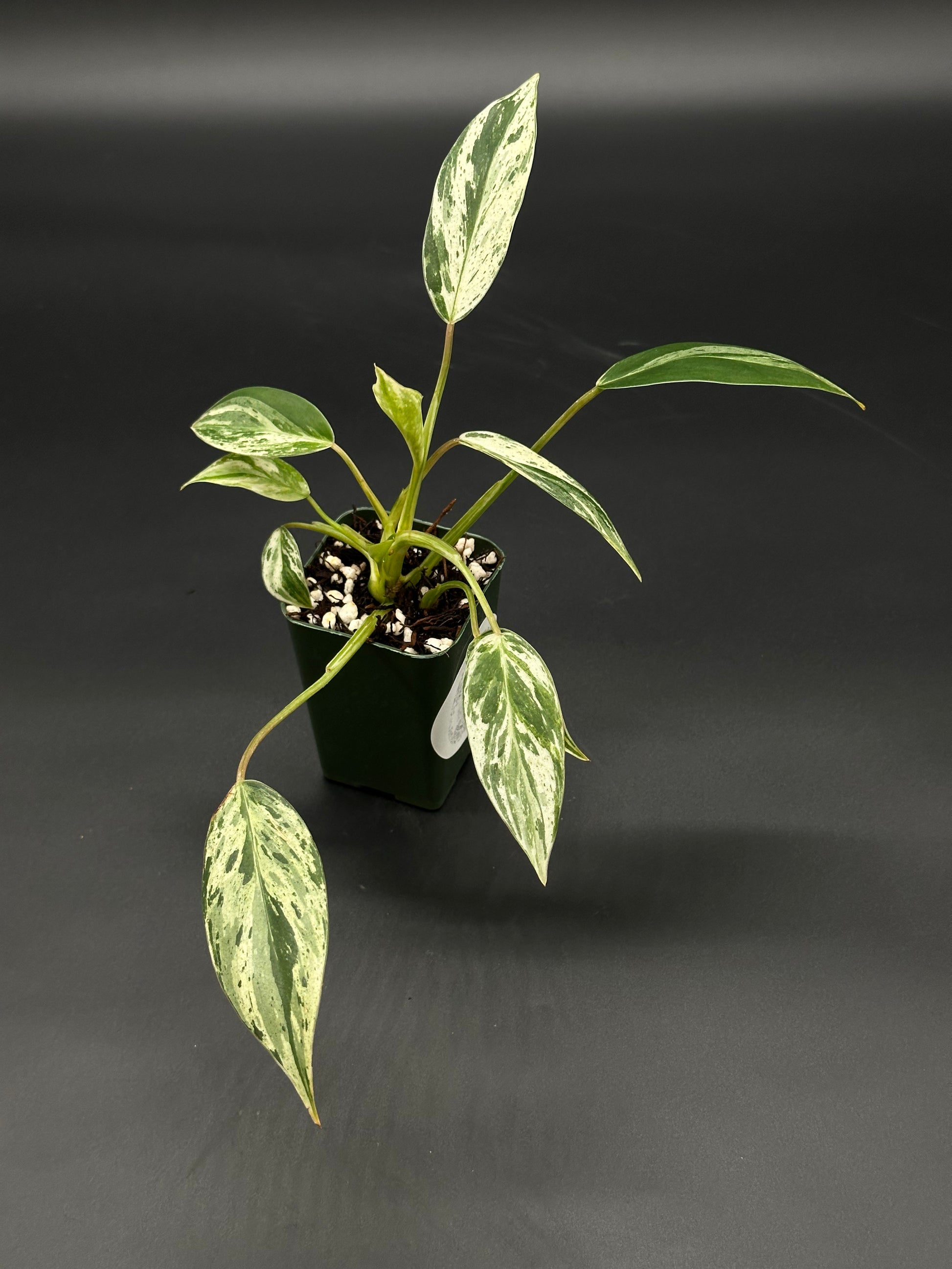Philodendron sp. 'Emerald King' in a small pot, showcasing striking variegated leaves. Featured as part of Next World Exotics' rare tropical houseplant collection.
