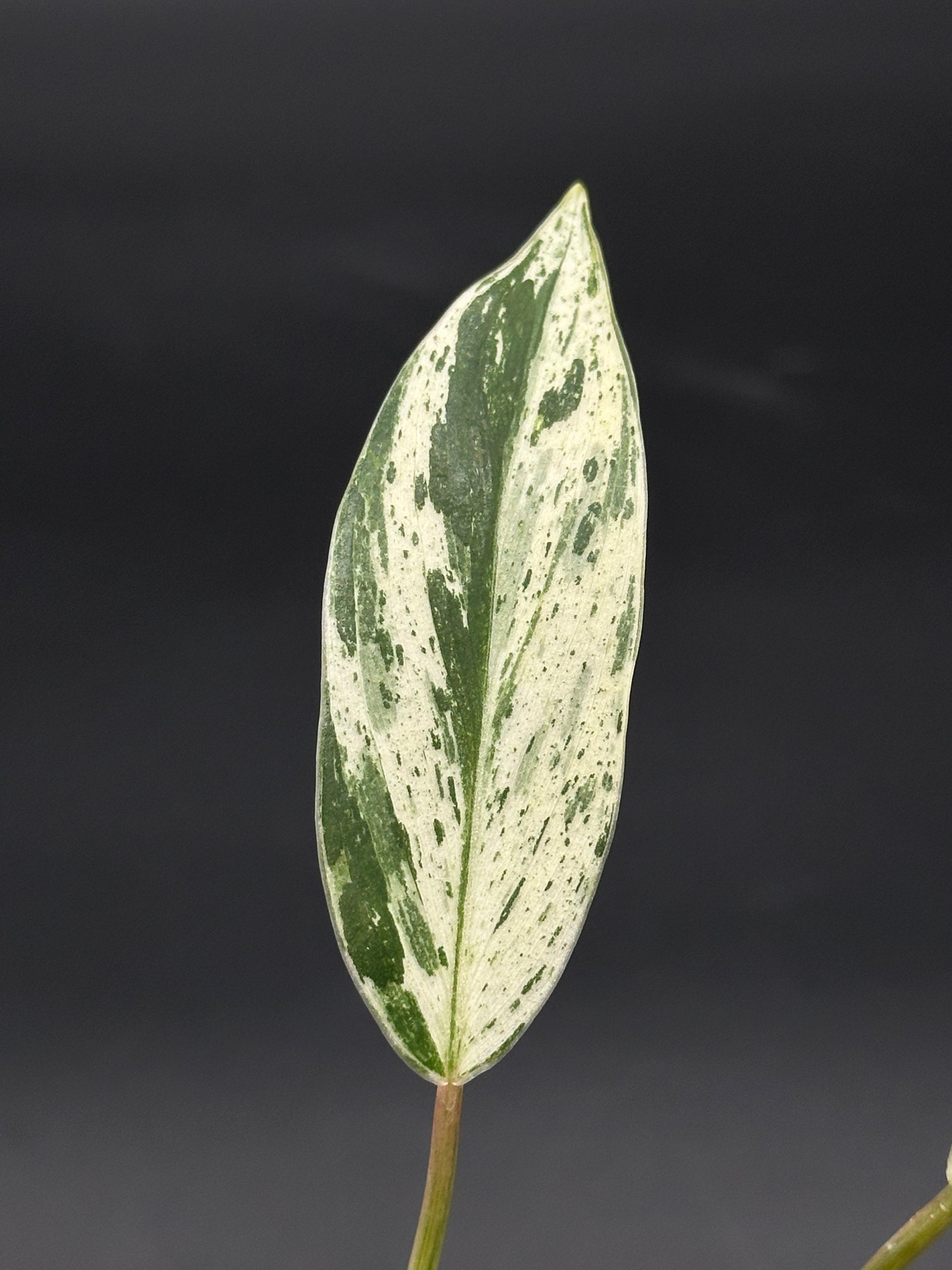 Philodendron sp. 'Emerald King' with striking variegated leaves and visible green stem, showcased in a close-up growing in a 2.25-inch pot.