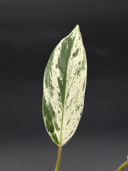 Philodendron sp. 'Emerald King' with striking variegated leaves and visible green stem, showcased in a close-up growing in a 2.25-inch pot.