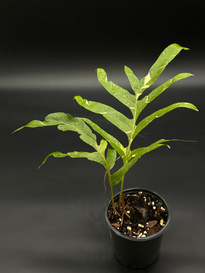 Variegated Oak Leaf Fern (Drynaria Quercifolia) (417W26) – Next Variegated Oak Leaf Fern (Drynaria Quercifolia) (417W26) – Next