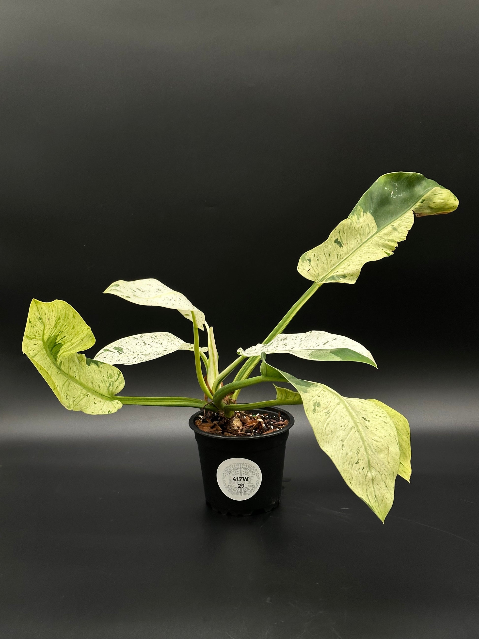 Philodendron Wendlandii sp. 'Orlando' Mint in a pot, showcasing variegated leaves, ideal for exotic houseplant enthusiasts and collectors.