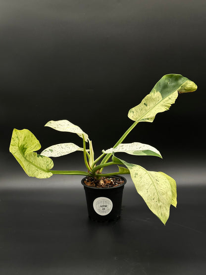 Philodendron Wendlandii sp. 'Orlando' Mint in a pot, showcasing variegated leaves, ideal for exotic houseplant enthusiasts and collectors.