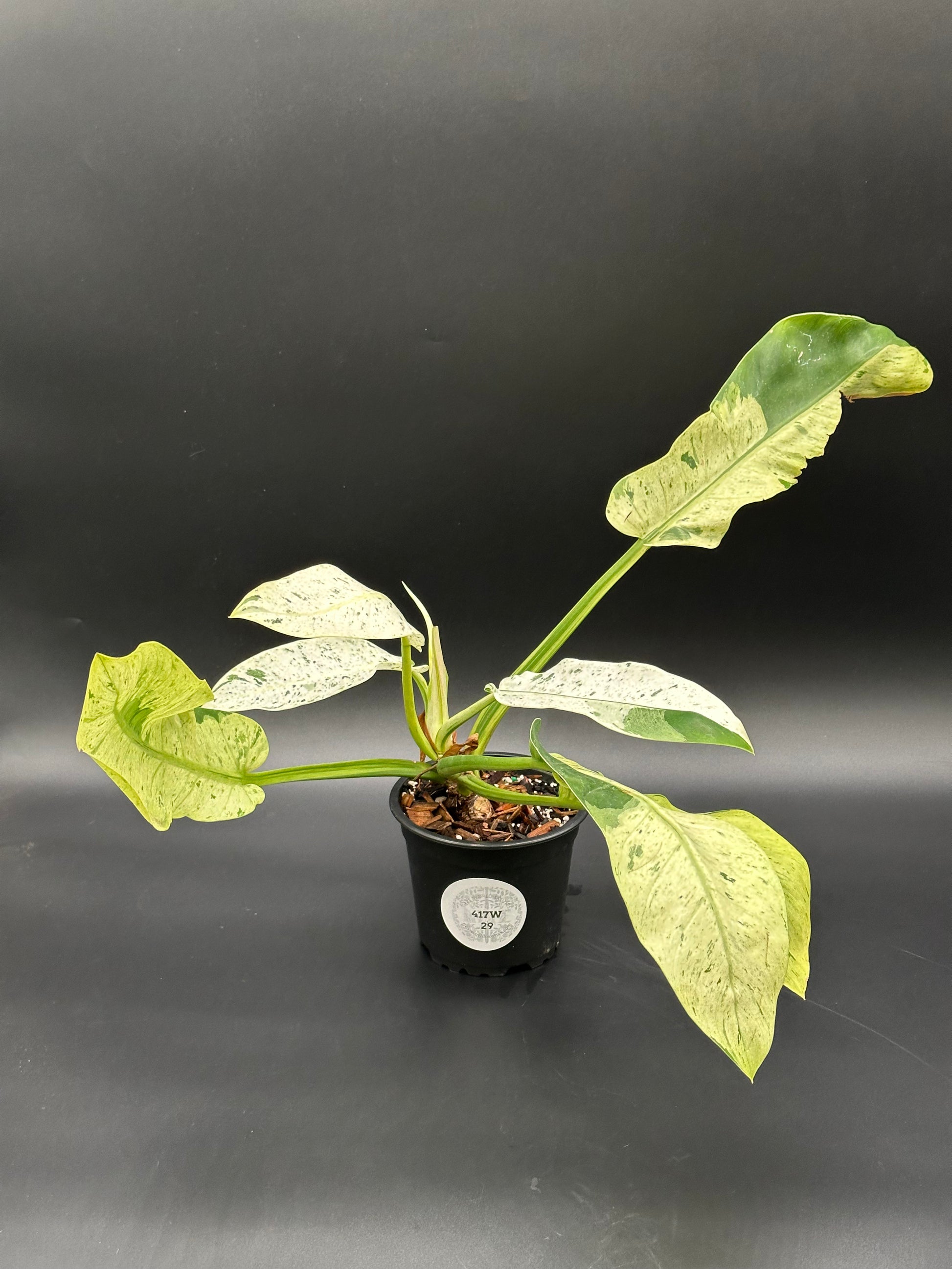Philodendron Wendlandii sp. 'Orlando' Mint in a decorative pot, showcasing its lush, variegated leaves, perfect for enhancing any indoor plant collection.
