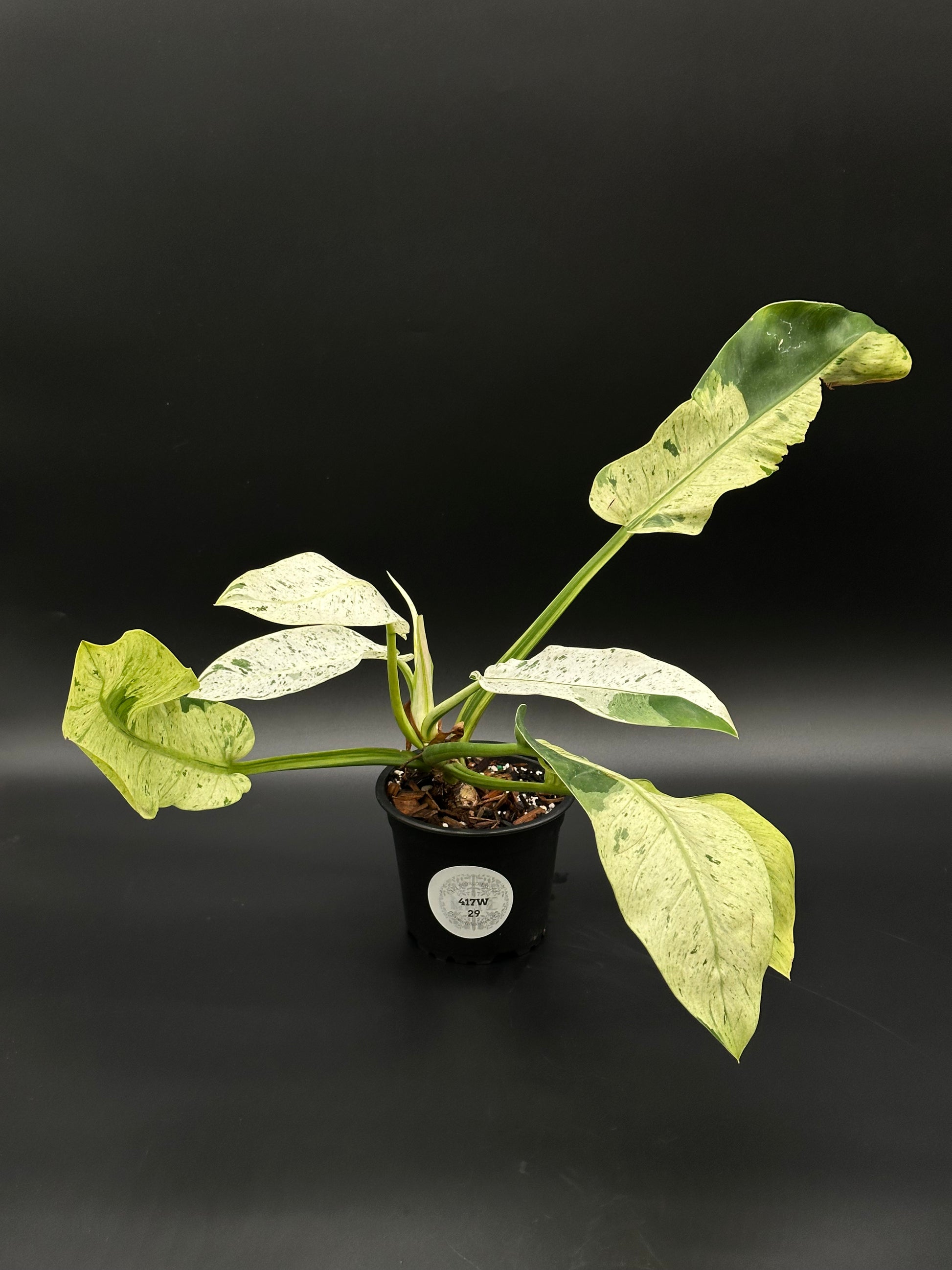 Philodendron Wendlandii sp. 'Orlando' Mint in a pot, showcasing lush, detailed leaves ideal for collectors of rare tropical houseplants.