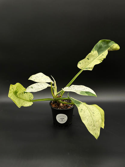 Philodendron Wendlandii sp. 'Orlando' Mint in a pot, showcasing lush, detailed leaves ideal for collectors of rare tropical houseplants.