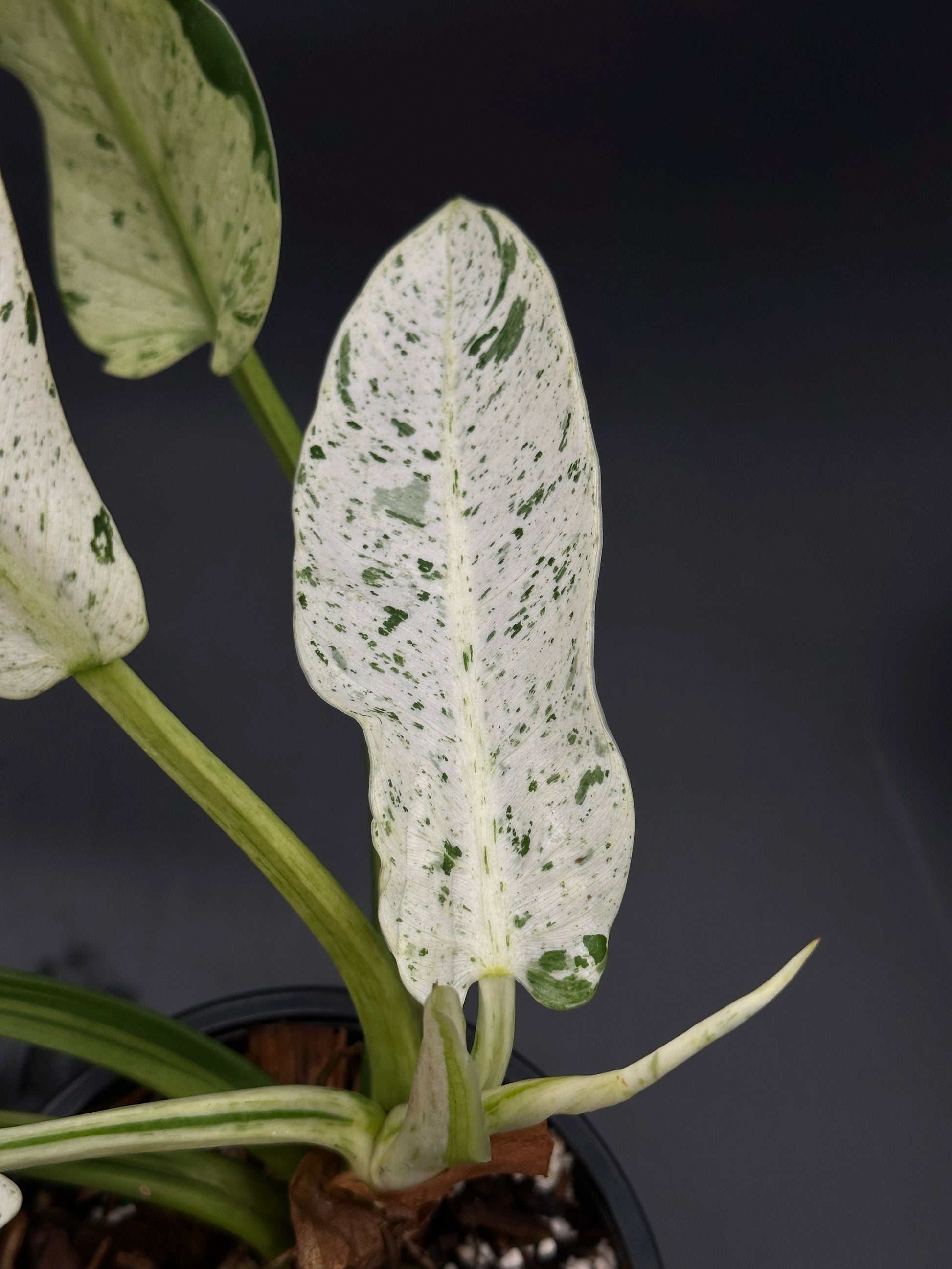 Close-up of Philodendron Wendlandii sp. 'Orlando' Mint from Next World Exotics, showcasing detailed leaf patterns and structure, ideal for tropical houseplant enthusiasts.