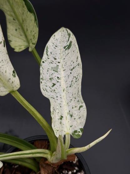 Close-up of Philodendron Wendlandii sp. 'Orlando' Mint from Next World Exotics, showcasing detailed leaf patterns and structure, ideal for tropical houseplant enthusiasts.