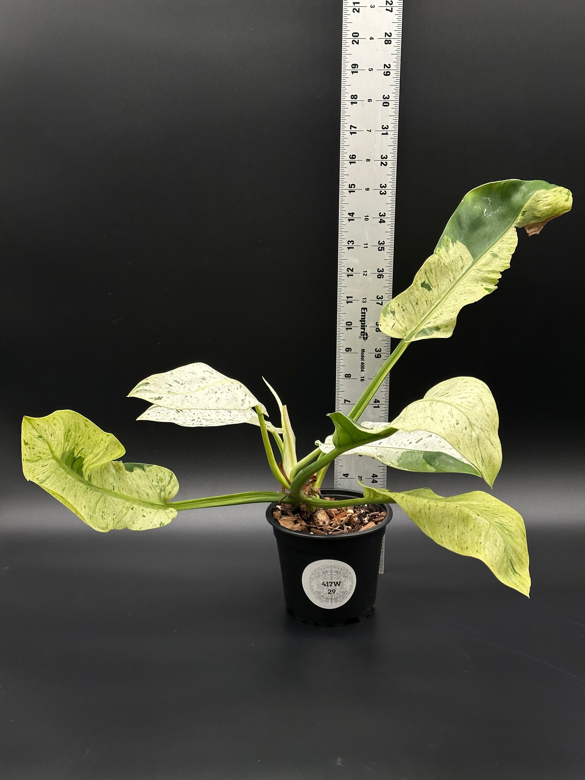 Philodendron Wendlandii sp. 'Orlando' Mint in pot, showcasing variegated leaves with unique patterns, ideal for exotic houseplant enthusiasts from Next World Exotics.