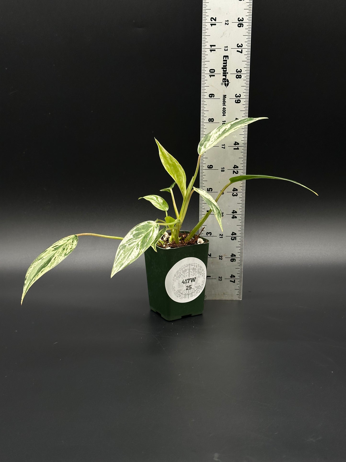 Philodendron sp. 'Emerald King' in a 2.25-inch pot, shown beside a ruler for scale, highlighting its variegated leaves.