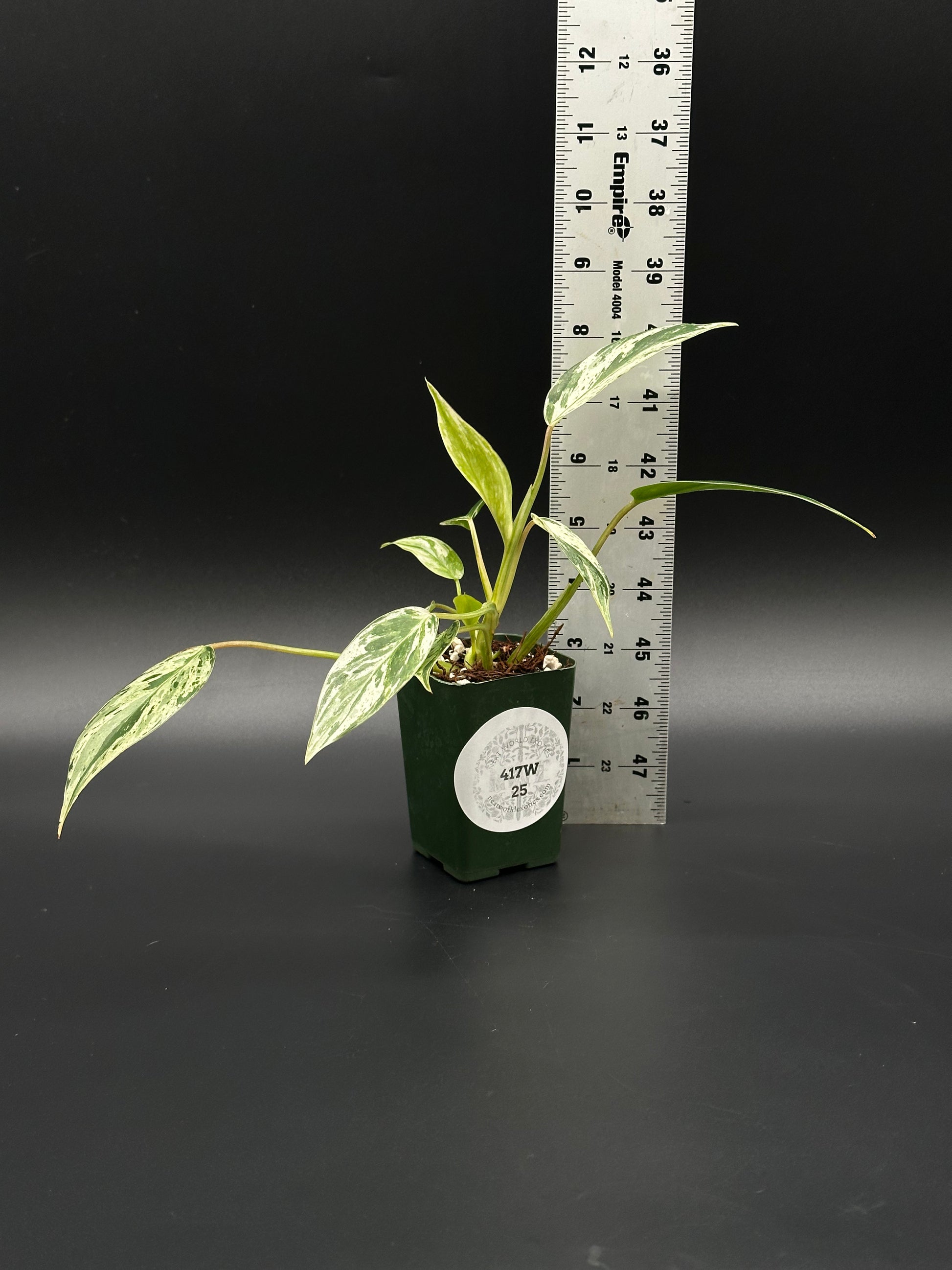 Philodendron sp. 'Emerald King' in a 2.25-inch pot, shown beside a ruler for scale, highlighting its variegated leaves.