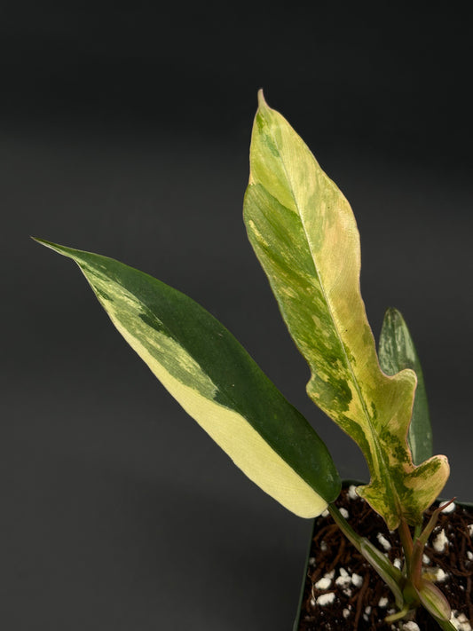 Philodendron sp. 'Florida Beauty' x Tortum plant showcased, featuring unique variegated foliage, ideal for collectors seeking rare tropical houseplants.