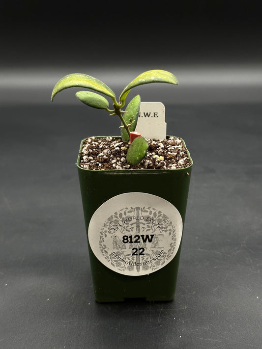 Hoya sp. 'VL9' Variegated (812W22) in green pot with gritty mix, upright stem, fleshy leaves; branded stake and label visible.
