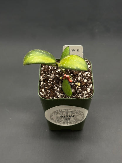 Hoya sp. 'VL9' Variegated (812W22) in a 3-inch green nursery pot with mottled yellow-green leaves, soil-perlite mix, and labeled plant tag.