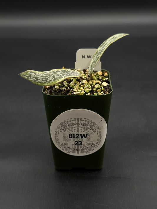 Hoya Sigillatis Albomarginata (812W23)