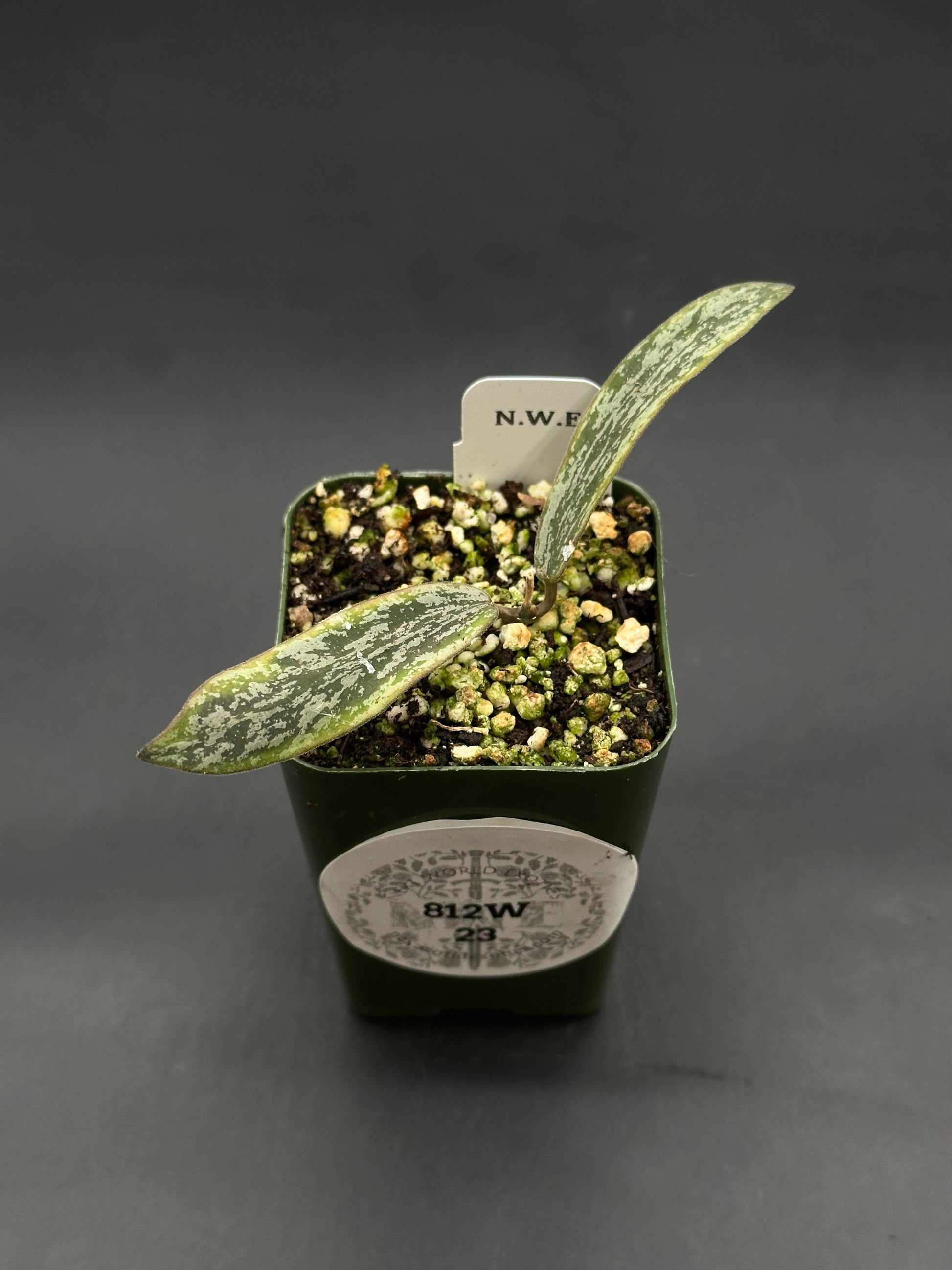 Hoya Sigillatis Albomarginata cutting in a small nursery pot with two silvery mottled leaves and grower's label, available at Next World Exotics.