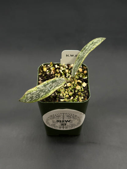 Hoya Sigillatis Albomarginata cutting in a small nursery pot with two silvery mottled leaves and grower's label, available at Next World Exotics.