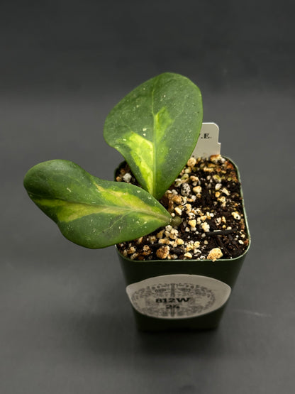 Hoya Mindorensis cv. 'Purple Star' Variegated (812W24) in a small green pot, featuring two thick leaves with yellow variegation, set in potting mix.