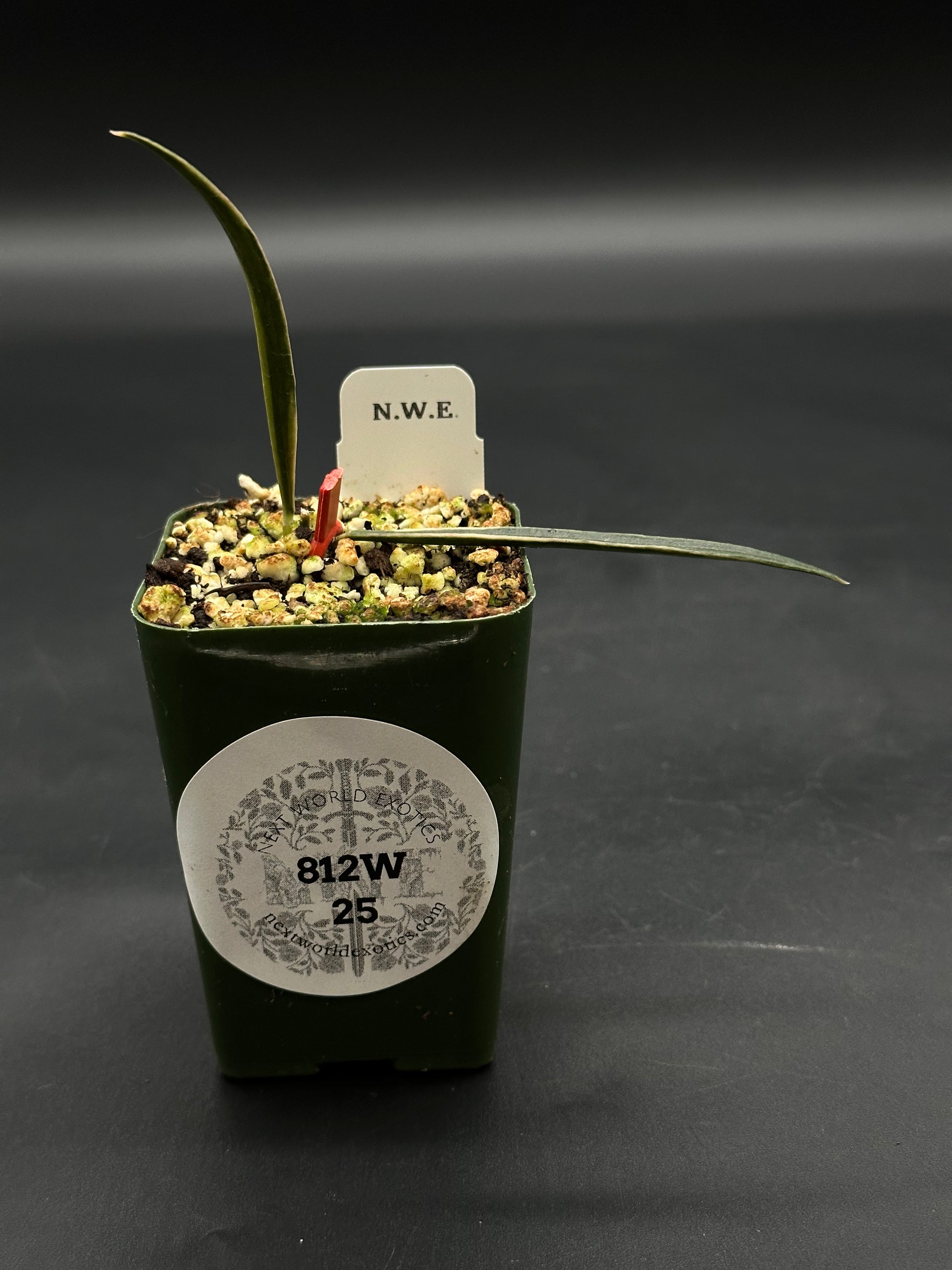 Hoya Acicularis Variegated in a 2-inch green pot with gritty mix, featuring two horizontal leaves and one emerging leaf, labeled New World Exotics 812W 25.