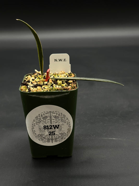 Hoya Acicularis Variegated in a 2-inch green pot with gritty mix, featuring two horizontal leaves and one emerging leaf, labeled New World Exotics 812W 25.