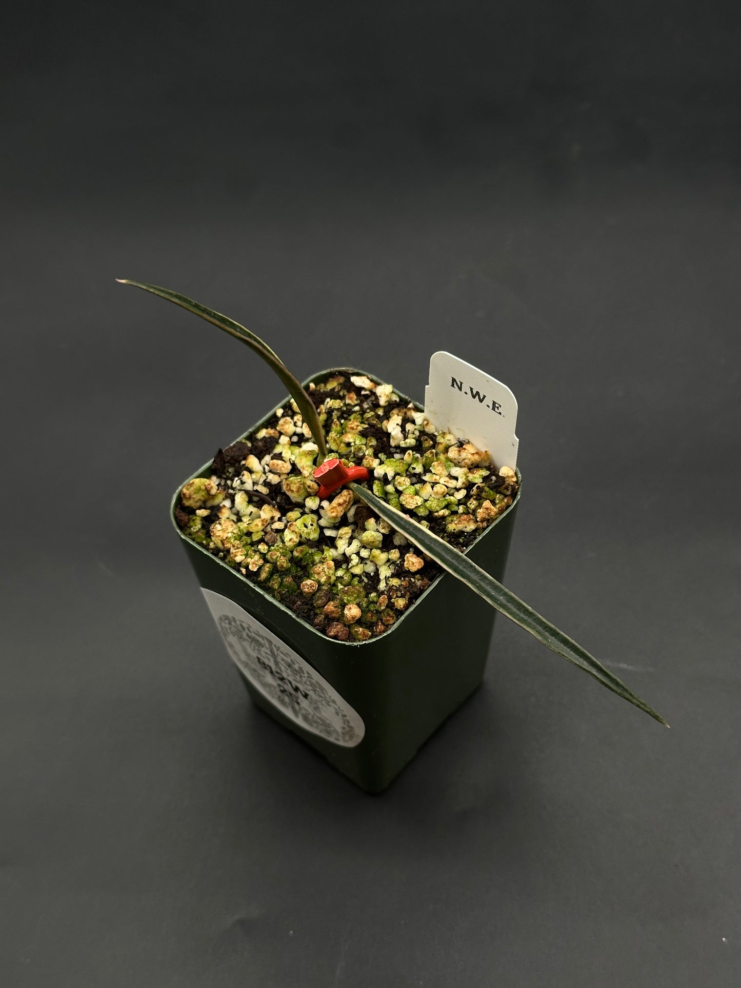 Hoya Acicularis Variegated (812W25) in a green nursery pot with gritty mix, featuring two long variegated leaves supported by a red clip, labeled “N.W.E.”.
