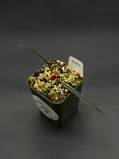 Hoya Acicularis Variegated (812W25) in a green nursery pot with gritty mix, featuring two long variegated leaves supported by a red clip, labeled “N.W.E.”.