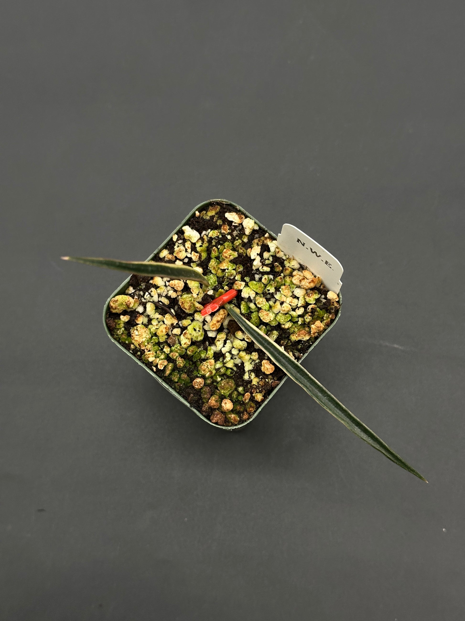 Hoya Acicularis Variegated (812W25) in a small square pot with gritty mix, featuring two sword-shaped leaves and plant label, perfect for exotic houseplant enthusiasts.