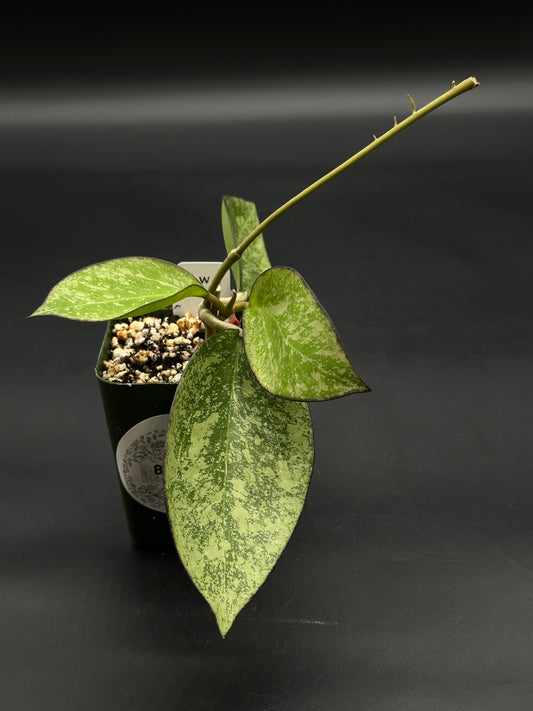 Hoya Icensis (FKA Patcharawalai) 023 Splash (812W28) in a green pot, showcasing silvery-mottled leaves and a new vine, ideal for collectors.
