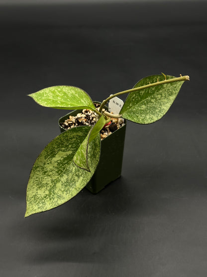 Hoya Icensis (FKA Patcharawalai) 023 Splash (812W28) cutting in a plastic nursery pot, with oval, silvery-green variegated leaves, ideal for collectors or beginners.