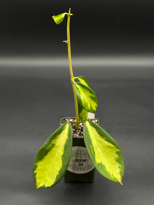 Hoya Diversifolia cv. 'Maharani' in a 2″ pot, featuring a single upright stem with thick, glossy, variegated leaves.