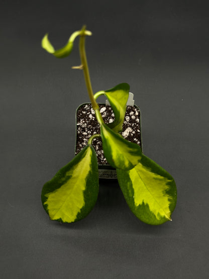 Hoya Diversifolia cv. 'Maharani' cutting in a nursery pot, featuring glossy leaves with yellow-green variegation and dark green edges, ideal for exotic plant collectors.