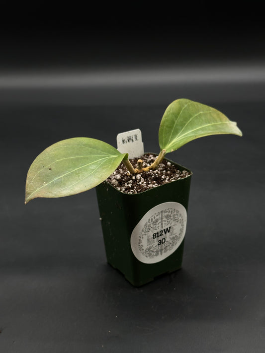 Hoya Marginata IML 1727 (812W30) in a green pot, featuring two oval leaves on a thick stem, with a label and soil mix visible.