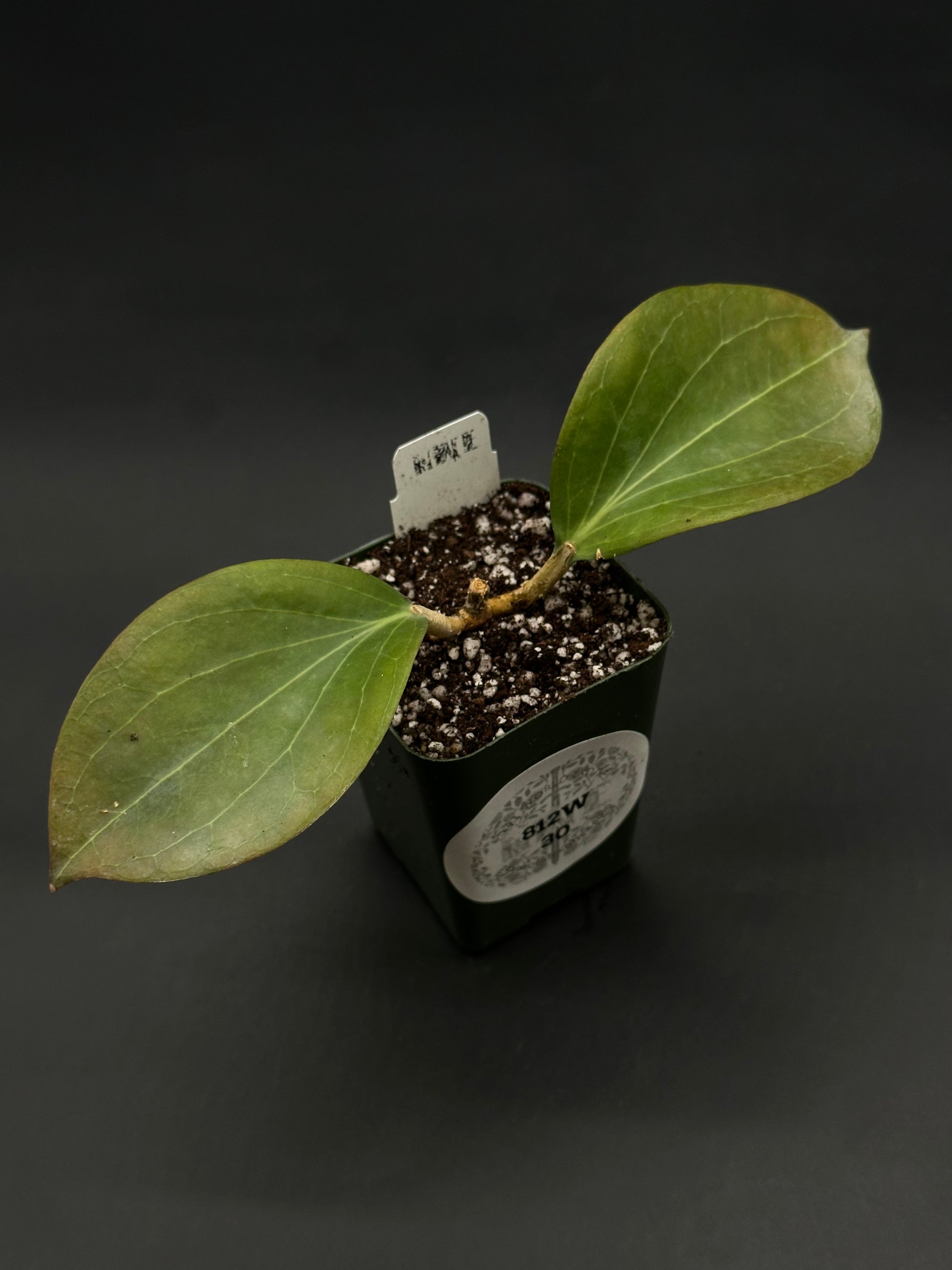 Hoya Marginata IML 1727 (812W30) cutting in a dark green pot with soil-perlite mix, featuring two broad leaves and a white label.