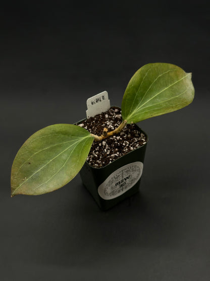 Hoya Marginata IML 1727 (812W30) cutting in a dark green pot with soil-perlite mix, featuring two broad leaves and a white label.