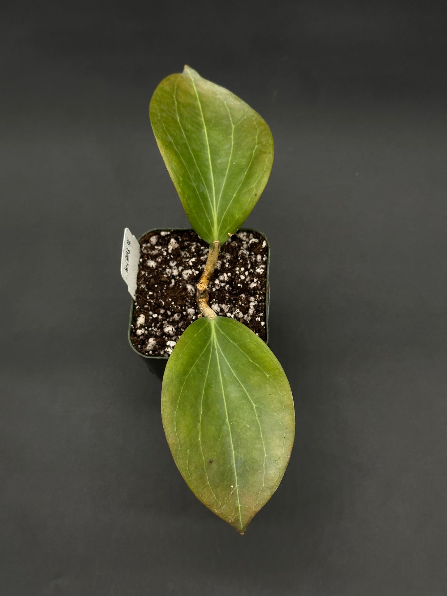 Hoya Marginata IML 1727 (812W30) cutting in a black nursery pot with two green leaves, set against a simple dark background, ideal for exotic plant collectors.
