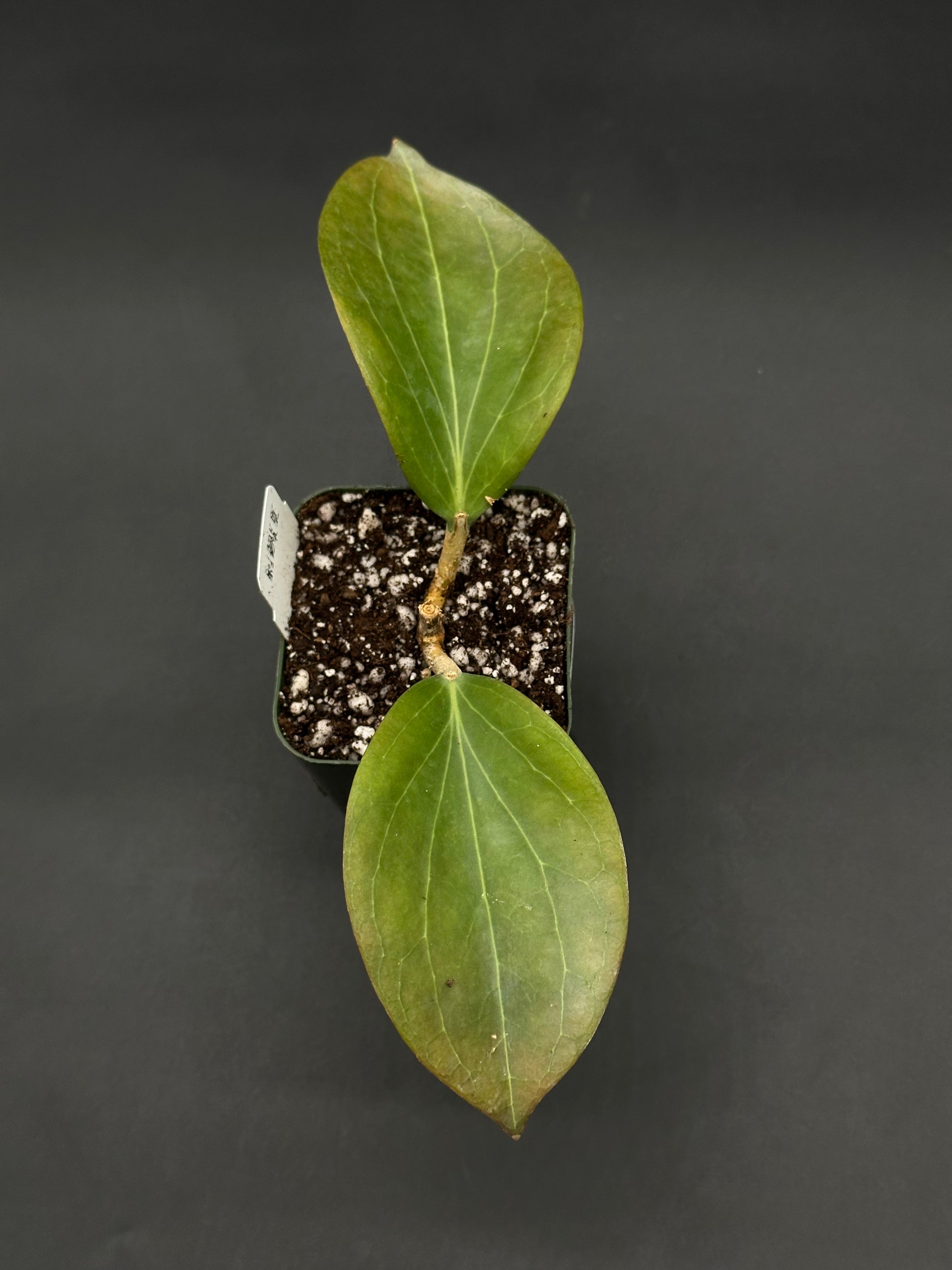 Hoya Marginata IML 1727 (812W30) cutting in a black nursery pot with two green leaves, set against a simple dark background, ideal for exotic plant collectors.