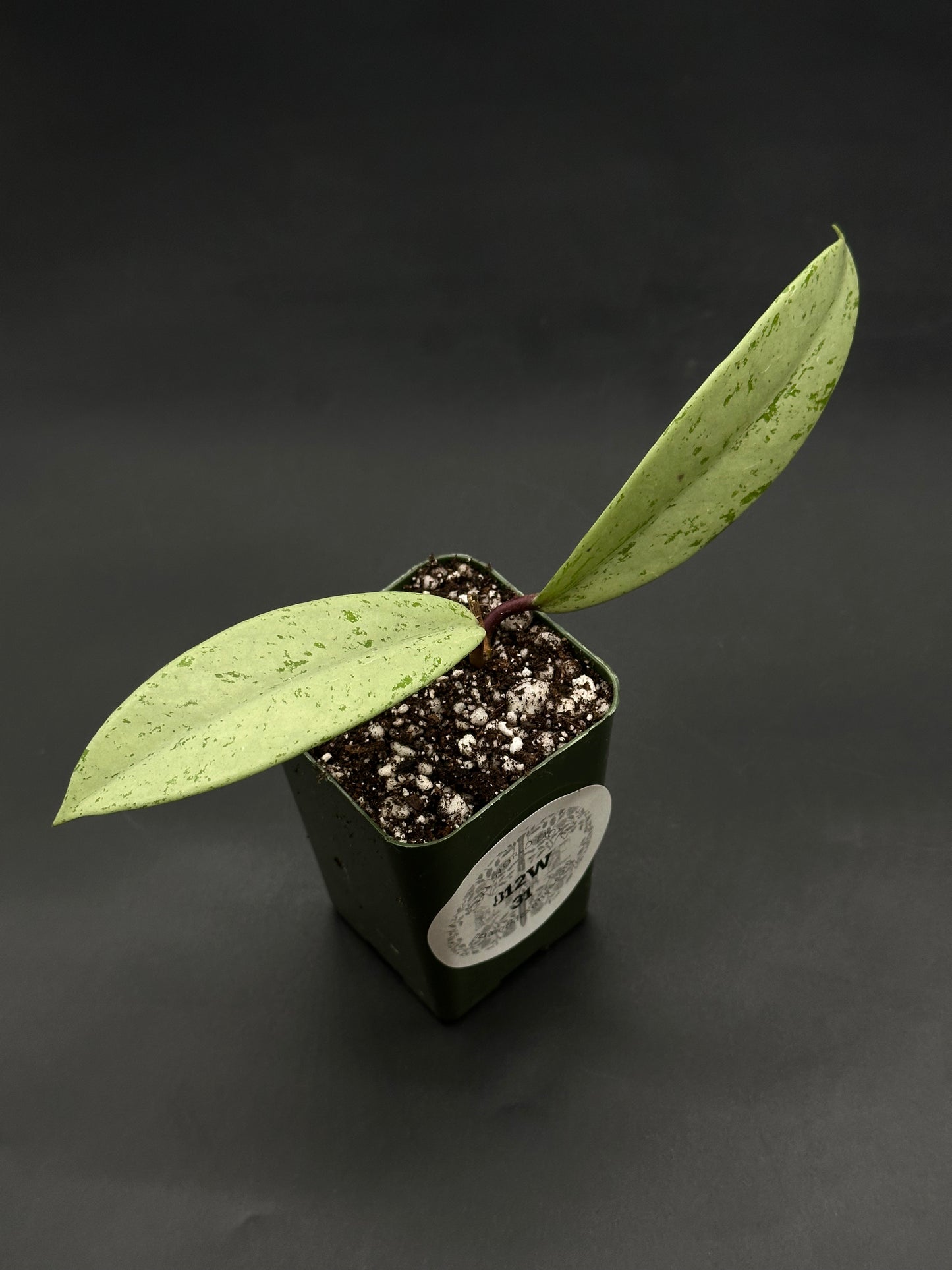 Hoya Pubicalyx 'Pink Silver Ghost' in a small green pot with two narrow, speckled leaves and a reddish stem, ideal for exotic houseplant collectors.