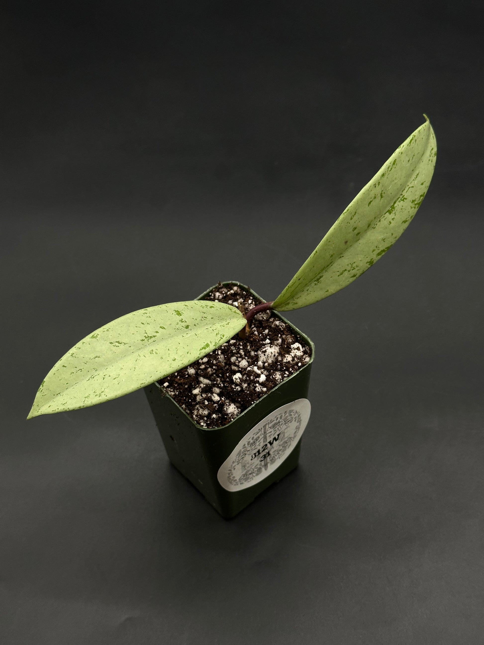 Hoya Pubicalyx 'Pink Silver Ghost' in a small green pot with two narrow, speckled leaves and a reddish stem, ideal for exotic houseplant collectors.