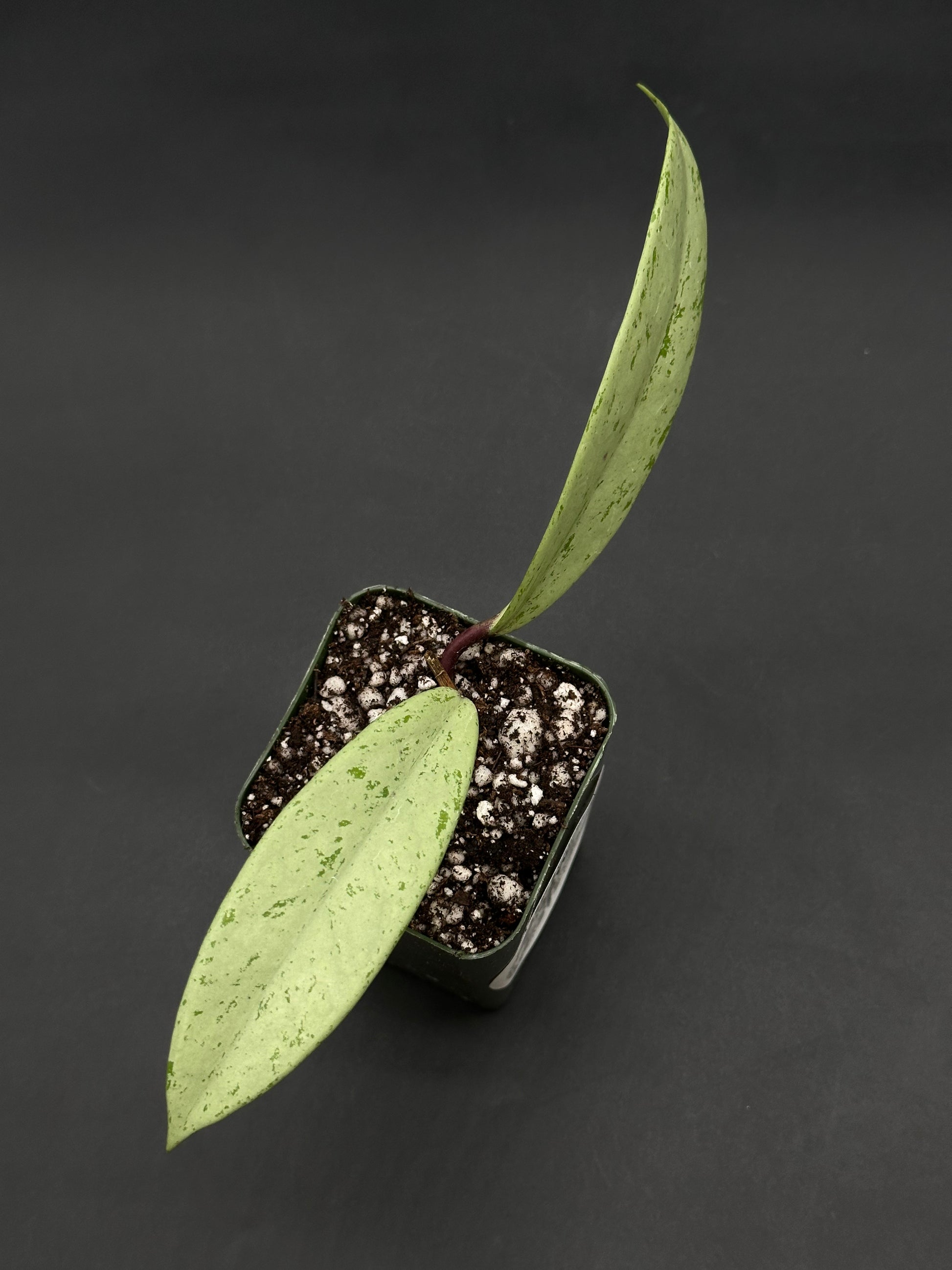 Hoya Pubicalyx 'Pink Silver Ghost' cutting in a square plastic nursery pot with silvery-green, speckled leaves emerging from a reddish stem.