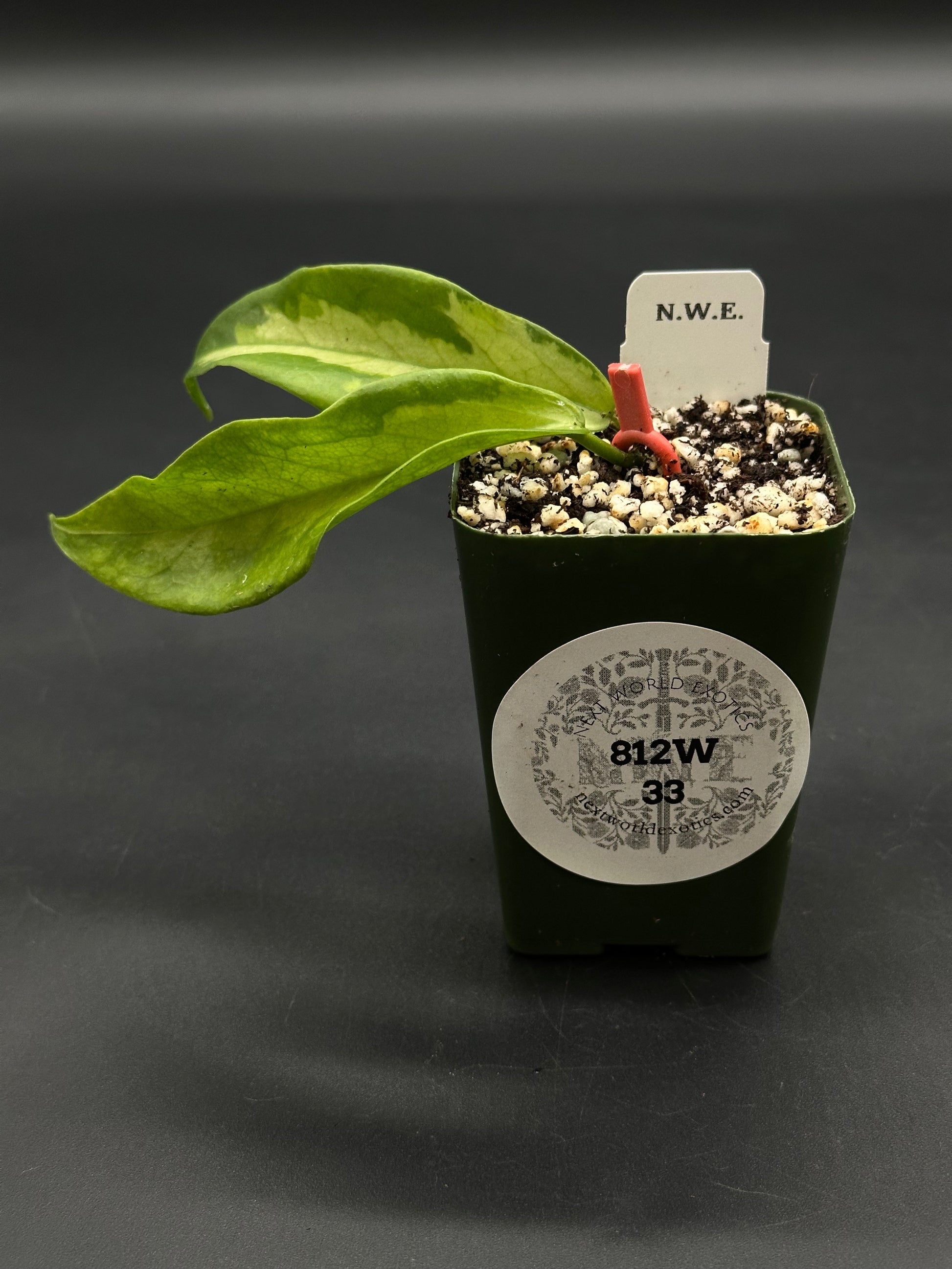 Hoya Kenejiana Variegated (812W33) in a small nursery pot with perlite mix, supported by a red clip, featuring splotched leaves and a plant label.