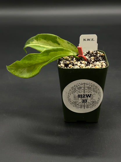 Hoya Kenejiana Variegated (812W33) in a small nursery pot with perlite mix, supported by a red clip, featuring splotched leaves and a plant label.