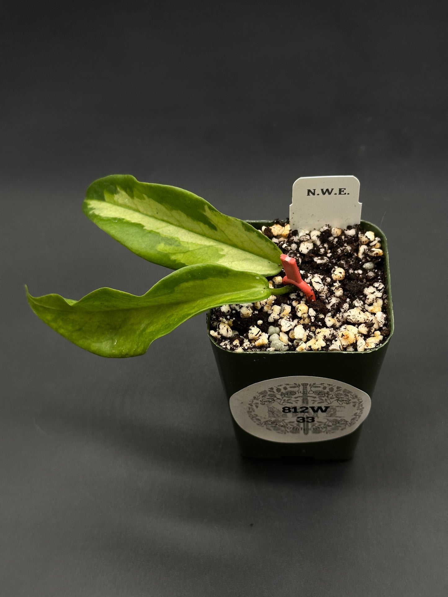 Hoya Kenejiana Variegated in a 2″ nursery pot with two lanceolate leaves, featuring dark green edges and pale green centers, from Next World Exotics.