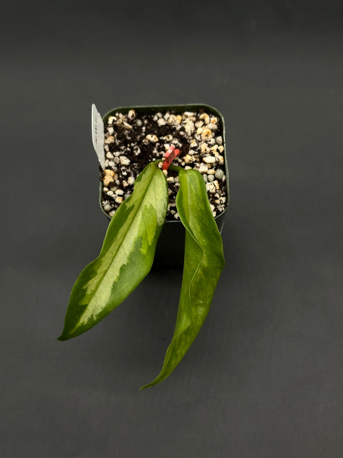 Hoya Kenejiana Variegated (812W33) in a square pot with soil-perlite mix, featuring two lance-shaped green leaves with lighter central variegation.