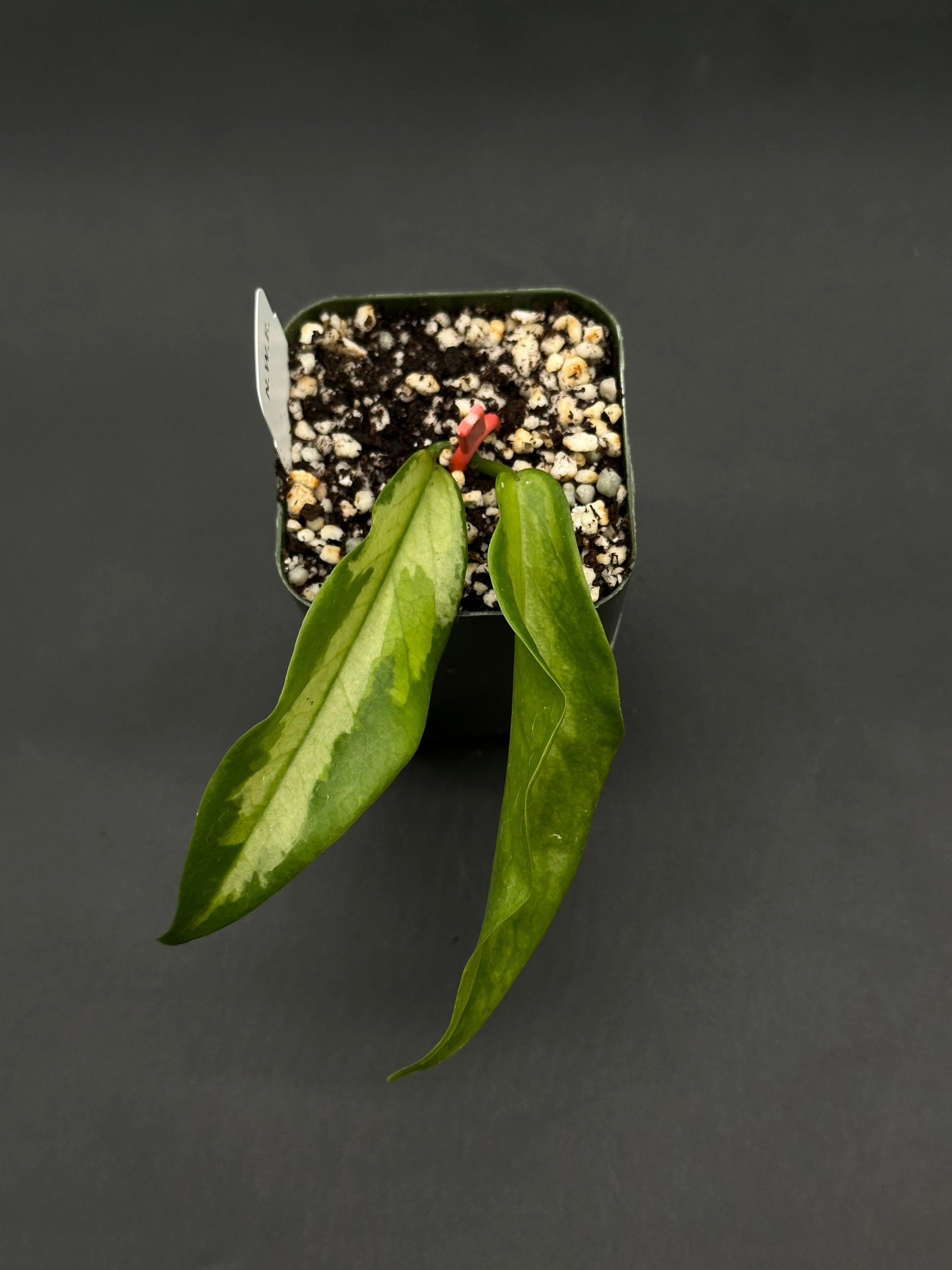 Hoya Kenejiana Variegated (812W33) in a square pot with soil-perlite mix, featuring two lance-shaped green leaves with lighter central variegation.