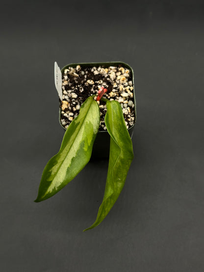 Hoya Kenejiana Variegated (812W33) in a square pot with soil-perlite mix, featuring two lance-shaped green leaves with lighter central variegation.