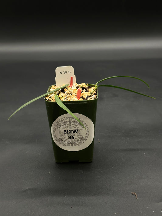Hoya Yvesrocheri aff. Stenophylla NS08030 seedling in dark green pot with soil, perlite, white label, and red markers; Next World Exotics branding on pot.